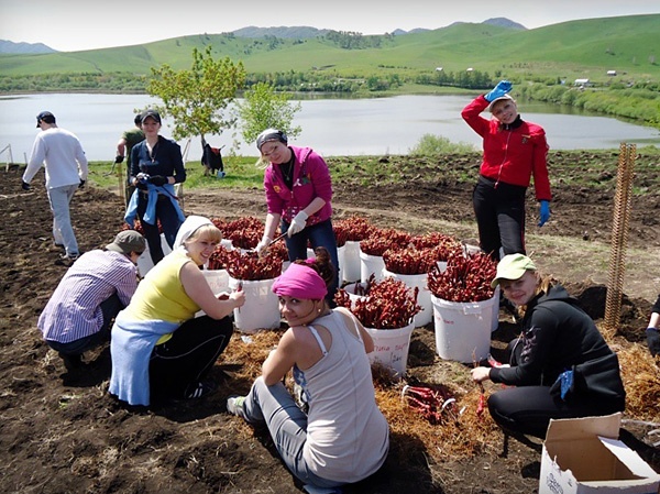 Doc22.ru - Посадка саженцев винограда, май 2012 год 