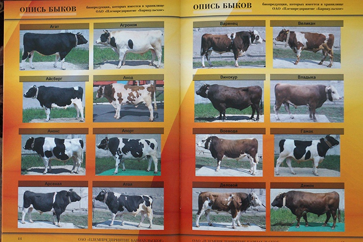 Doc22.ru В каталоге быков-производителей племпредприятия «Барнаульское» - лучшие представители 15 пород молочного и мясного направлений