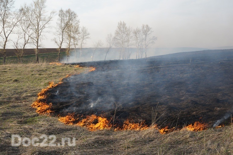 Doc22.ru Сельхозпалы — одна из причин лесных пожаров в Алтайском крае. 