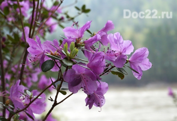 Doc22.ru Праздник «Цветение маральника» ежегодно привлекает на Алтай тысячи туристов.