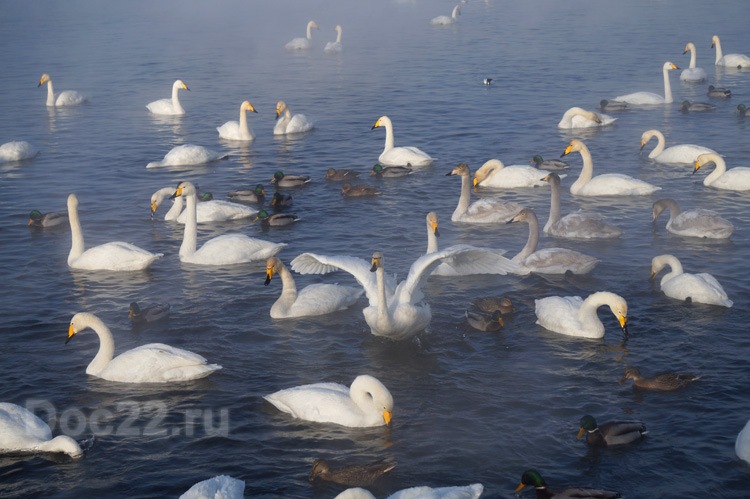 Doc22.ru Каждый год на зимовку на незамерзающее озеро Светлое в Алтайском крае прилетает более 700 лебедей-кликунов.