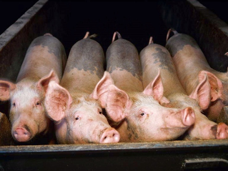 Doc22.ru Проектная мощность свинокомплекса в Ребрихинском районе расчитана на выращивание 2,4 тыс. голов свиней. Фото Алтайпищпром