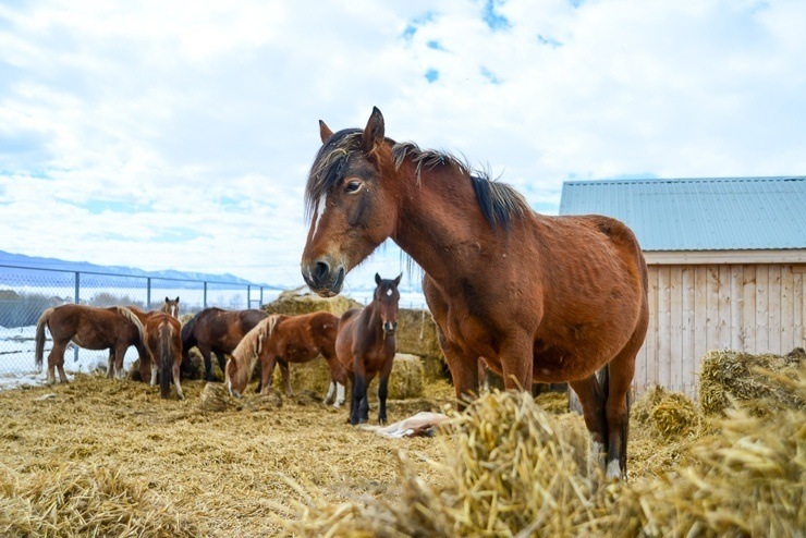 Doc22.ru На ферме «Альпийские луга» будут разводить не только коров, но также лошадей и овец. Фото АО «Курорт Белокуриха»