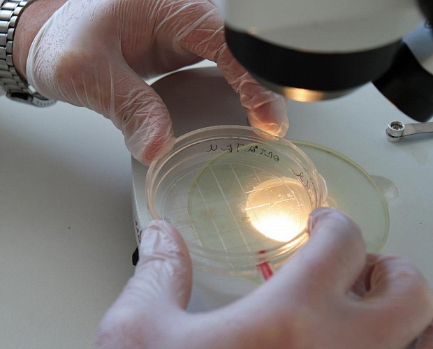 Doc22.ru В Алтайском крае получили первых эмбрионов КРС молочных пород для трансплантации. Фото Центр сельскохозяйственного консультирования Алтайского края