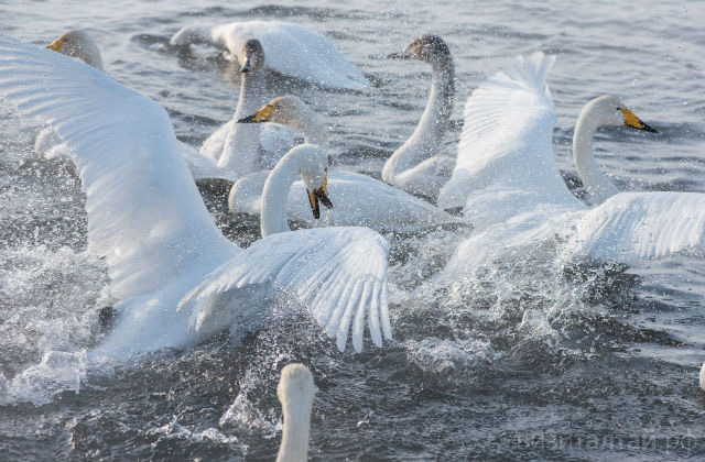 Doc22.ru Главное событие праздника - посещение заказника «Лебединый», где в Алтайском крае на незамерзающих озерах зимуют лебеди. Фото Алтайтурцентр